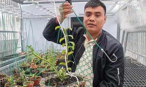 Thu thuế đối với vụ mua lan đột biến gần 300 tỷ thế nào?