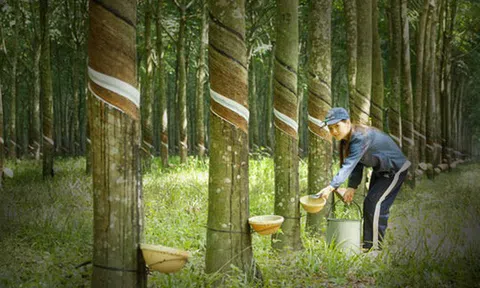 Quý 1 công ty mẹ cao su Phước Hoà (PHR) lãi 21 tỷ đồng, giảm 85% so với cùng kỳ 2020