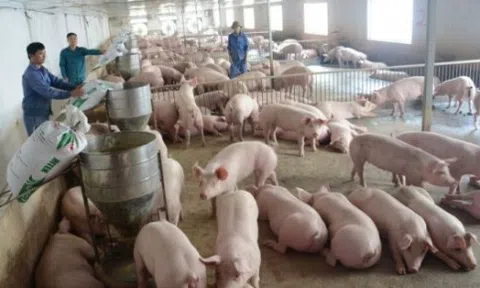 Dự báo giá heo hơi tuần tới (19-24/4): Biến động một vài địa phương?