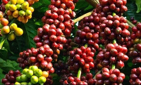 Giá cà phê hôm nay 18/4/2021: Thị trường trong nước tiến sát mốc 33.000 đồng/kg