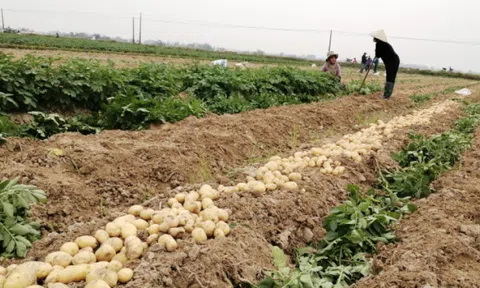Bắc Ninh: Khoai tây Quế Võ - "điểm sáng" của thị trường nông sản