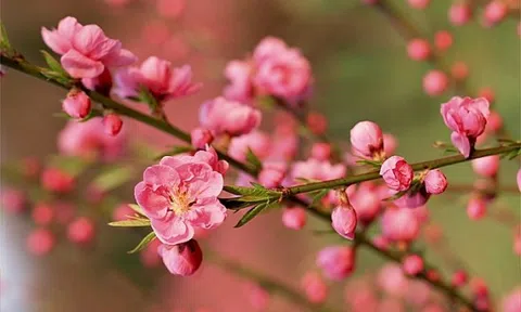 Thêm nhiều doanh nghiệp trả cổ tức sau Tết Nguyên đán 2022