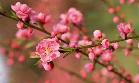 Góc nhìn CTCK: Khó kỳ vọng về đột phá trong ngày cuối năm