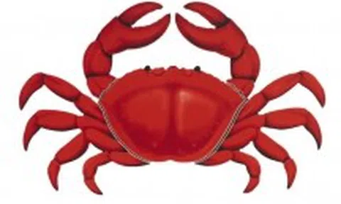 Ắc quy xe điện làm từ hải sản: Thân thiện môi trường, giá rẻ, ít chai pin