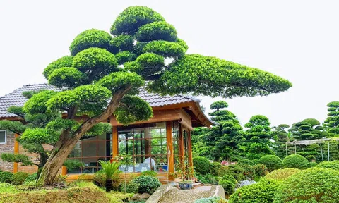 Những lý do Tùng La Hán luôn được chọn khi xây dựng không gian vườn Nhật