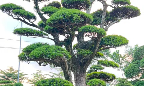 Vườn Nhật - Nơi cung cấp cây cảnh trang trí uy tín và chuyên nghiệp