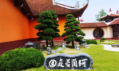 Cùng Vườn Nhật Thanh Tùng Cát Tường tìm hiểu về giá trị cốt lõi của cây Tùng La Hán