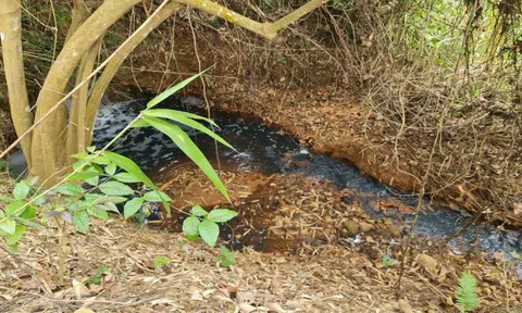 Kon Tum: Ai cho phép nhà máy cao su xả thải trực tiếp ra môi trường?