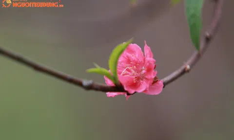 Ngây ngất trước vẻ đẹp của hoa đào ngày Tết