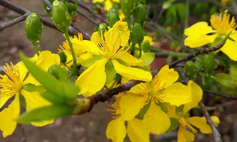 Nông dân “điều khiển” vườn mai Yên Tử ra hoa dịp Tết