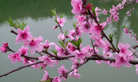 Top 100 hình ảnh hoa đào ngày Tết 2021 đẹp nhất