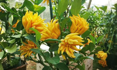 Chậu bonsai cây ăn trái mini siêu đẹp dùng trang trí nhà dịp Tết