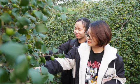 Ăn táo thả ga ở học viện rộng nhất Việt Nam với 15 nghìn đồng