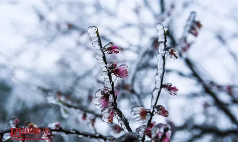 Nhiệt độ dưới 0 độ C, Y Tý chìm trong băng tuyết