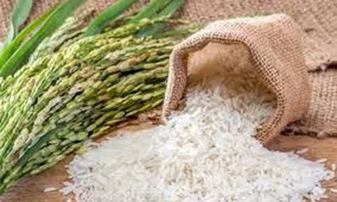 Giá lúa gạo ngày 13/1: Giá lúa tăng nhẹ