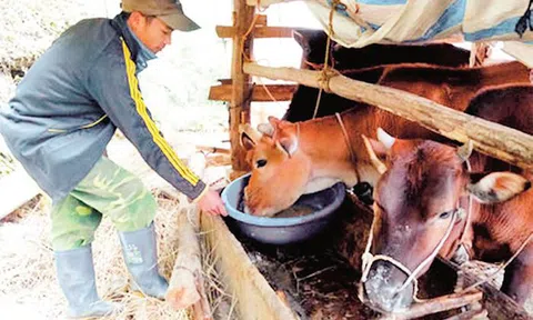 Mùa rét năm nay gây thiệt hại nhiều về sản xuất nông nghiệp