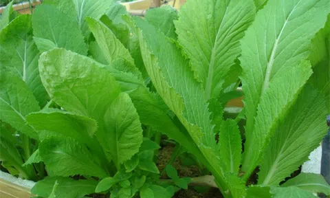 Cách trồng rau cải xanh tốt suốt mùa vụ