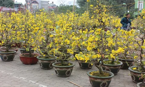 Thị trường hoa, cây cảnh Tết: Nhộn nhịp những loại cây độc lạ