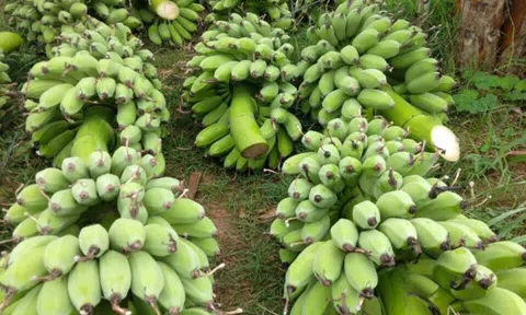 Tiểu thương thắng đậm khi bỏ 25 triệu đồng mua cả vườn chuối bán vào dịp Tết