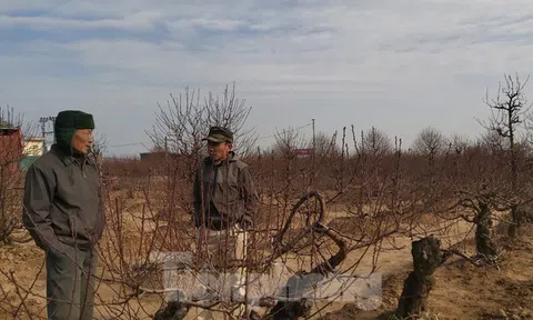 Đào cổ Nhật Tân đã được cho thuê hàng chục triệu đồng mỗi gốc