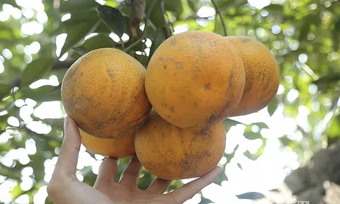 Cam Xã Đoài 80.000 đ/quả vẫn hút khách