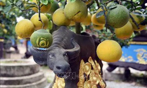 Nhiều cây cảnh độc, lạ sẵn sàng cho thị trường Tết