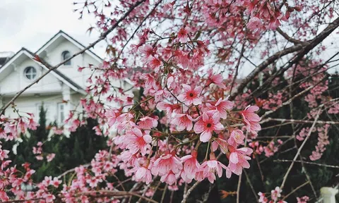 Top 10 mùa hoa đẹp nhất Đà Lạt