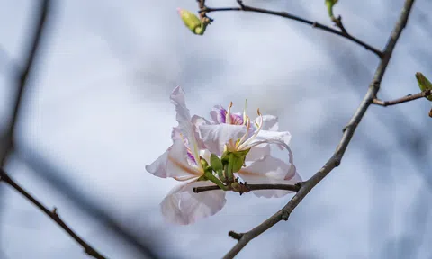 Mùa hoa ban trắng Đà Lạt