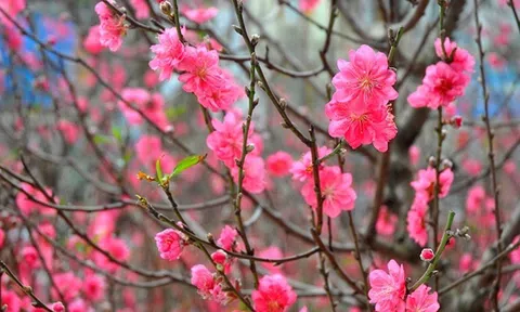 Xác nhận nguồn gốc cây đào, mai nhưng không tạo thêm thủ tục hành chính