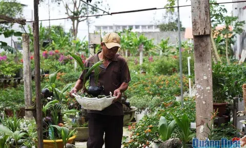 Độc đáo bonsai dừa tạo hình con trâu đón Tết Tân Sửu