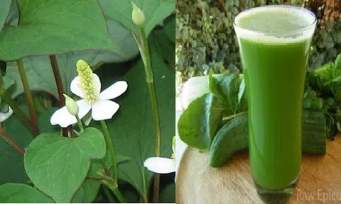 Sạch mụn, giảm lão hóa da với rau diếp cá