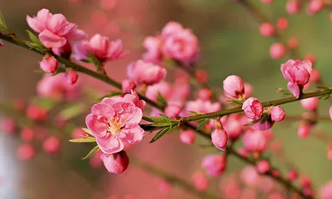 Người trồng hoa, cây cảnh tại Đà Nẵng, Quảng Nam sốt ruột hồi hộp chờ đến Tết