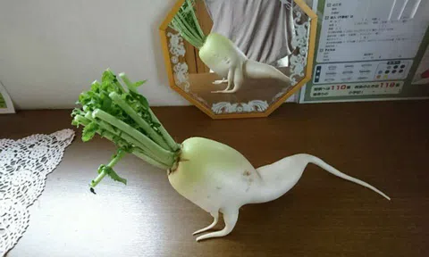 Củ cải trắng 'tập thể dục' gây sốt tại Nhật Bản