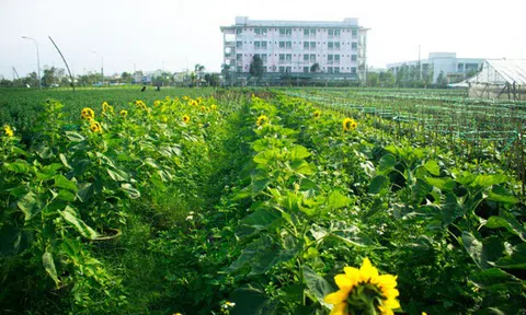 Trồng hoa tết trong lòng thành phố Quảng Ngãi