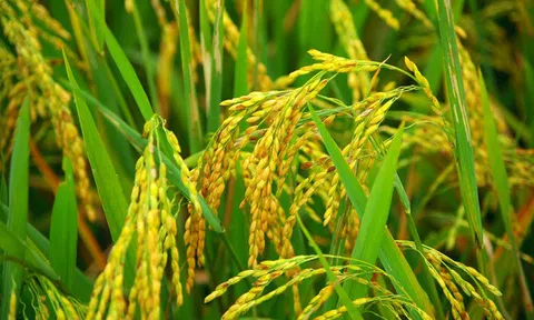 Giá lúa gạo hôm nay ngày 25/1: Giá lúa gạo tăng cao