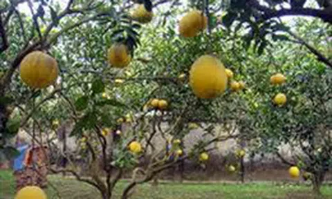 Giá bưởi Diễn ở Tuyên Quang giảm sâu nhưng tiêu thụ vẫn chậm