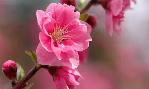 Những điều cần kiêng kỵ trong ngày Lập Xuân