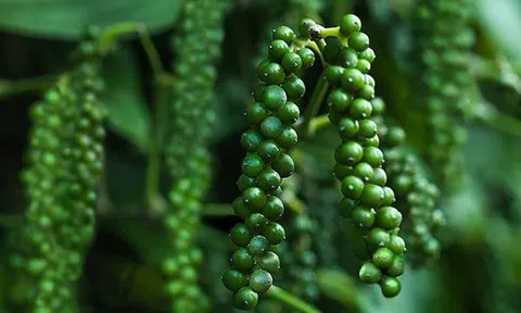 Giá tiêu ngày 1/2: Giá tiêu vẫn giữ mức ổn định