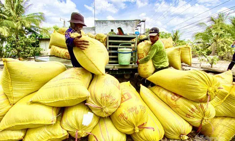 Giá lúa gạo ngày 2/2: Giá lúa trong nước ổn định