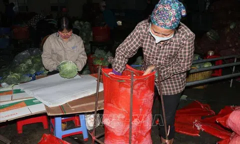 Hải Dương từng bước tháo gỡ những khó khăn trong tiêu thụ nông sản