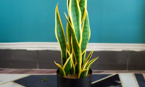 Những vị trí nên đặt cây lưỡi hổ trong nhà để vượng tài lộc