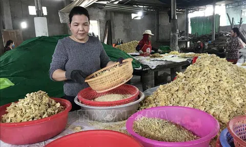 Mỹ Chánh: Làng nghề mứt gừng dộn dịp vào vụ Tết