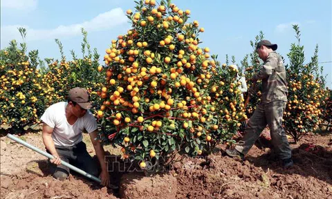 Rực rỡ sắc hoa Xuân đón Tết