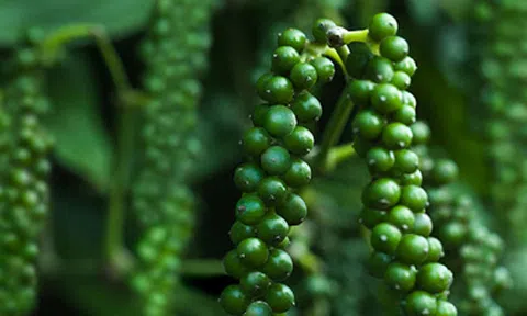 Giá tiêu ngày 17/2: Giá cả duy trì ổn định