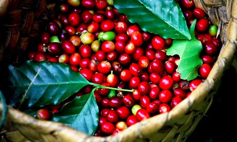 Giá cà phê hôm nay 18/2: Tiếp tục tăng 100 - 200 đồng/kg, Robusta vượt mốc 1.370 USD/tấn