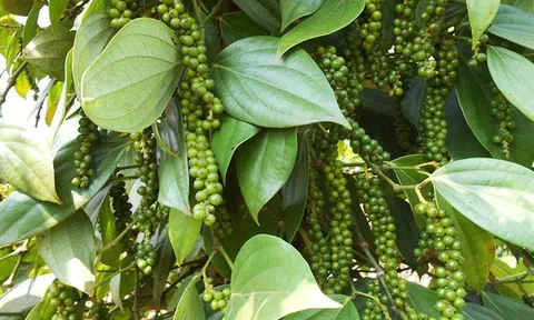 Giá tiêu hôm nay 18/2: Đông Nam Bộ giảm nhẹ, giá tiêu thế giới tăng mạnh