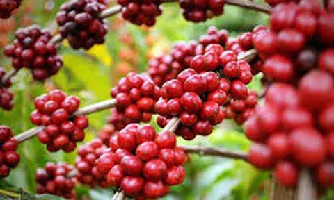 Giá cà phê hôm nay 20/1: Tăng 100 - 200 đồng/kg sau phiên giảm sâu chiều qua