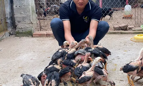 THU NHẬP 200 TRIỆU 1 THÁNG TỪ MÔ HÌNH NUÔI GÀ CHỌI