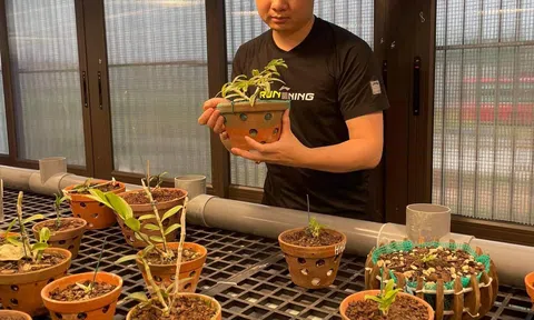 Gác lại công việc hiện tại để theo đuổi đam mê với hoa phong lan – chàng kỹ sư trẻ 9x đã gặt hái được thành quả đáng mơ ước.