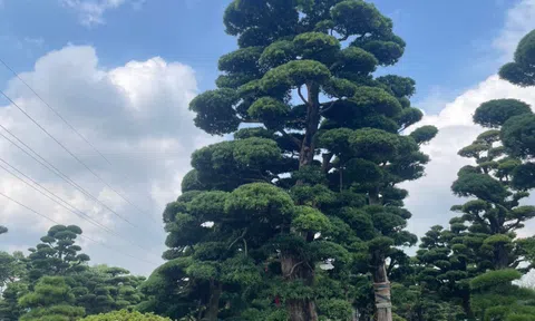 Bì quyết lựa chọn cây Tùng La Hán Nhật Bản đẹp